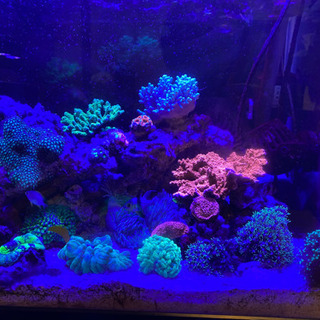 サンゴ各種　最大2万