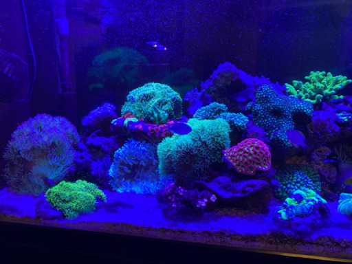 サンゴ各種 最大2万 節約 