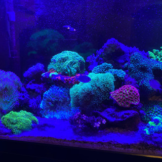 サンゴ各種　最大2万