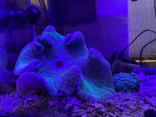 サンゴ各種 最大2万 節約 