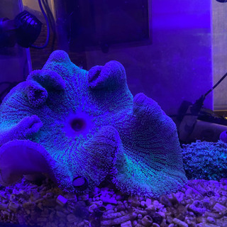 サンゴ各種　最大2万