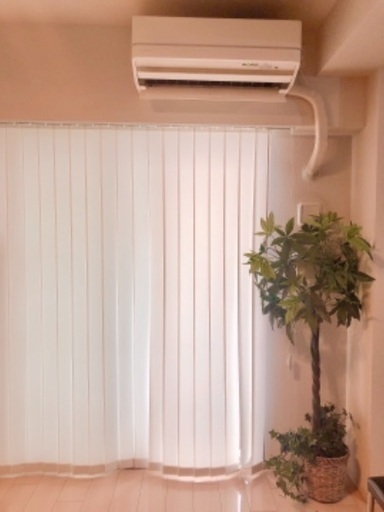 光触媒　観葉植物