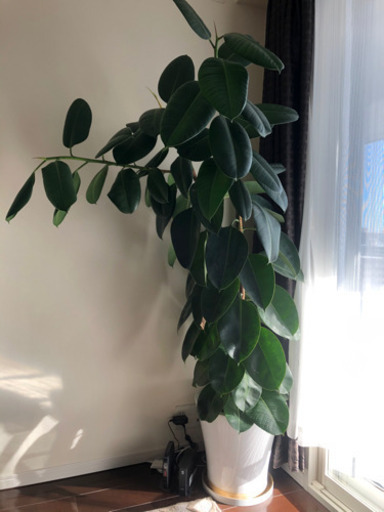 取りに来て頂ける方限定観葉植物ゴムの木 Heko 大通のその他の中古あげます 譲ります ジモティーで不用品の処分