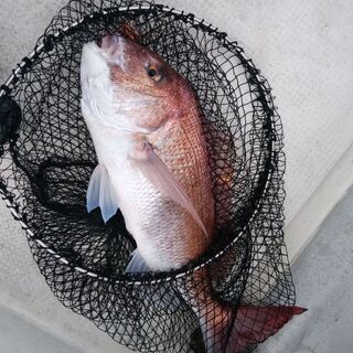 釣り仲間募集。