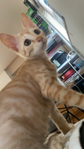 生後7ヶ月の困り顔の茶トラとイケメン黒猫の兄妹猫ちゃんです Kotone 梅屋敷の猫の里親募集 ジモティー 生後7ヶ月の困り顔の茶トラとイケメン黒猫の兄妹猫ちゃんです Kotone 梅屋敷の猫の里親募集 ジモティー