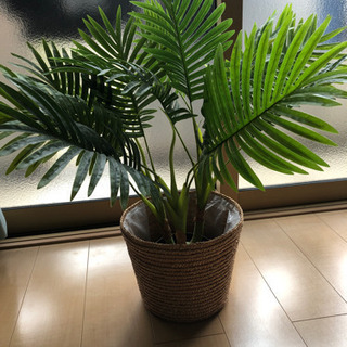 観葉植物　ニトリ