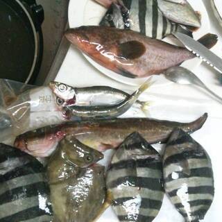 美味しいものほどトゲがある 魅惑な毒魚の釣り体験 aa 江東のその他のメンバー募集 無料掲載の掲示板 ジモティー