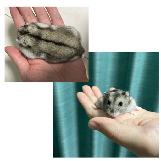 急募 ジャンガリアンハムスター さおり 大須観音のその他の里親募集 ジモティー