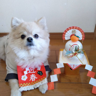 神奈川県の犬友 メンバー募集 ジモティー 神奈川県の犬友 メンバー募集 ジモティー