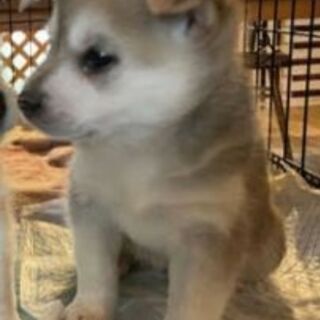 生後1ヶ月半の子犬、メス名前はタクの画像