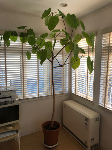 ウンベラータ 観葉植物 巨大
