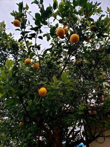 レモンの木 檸檬の木 樹高約5メートル 樹木 植木 庭木 差し上げます つ 舞浜のその他の中古あげます 譲ります ジモティーで不用品の処分 レモンの木 檸檬の木 樹高約5メートル 樹木 植木 庭木 差し上げます つ 舞浜のその他の中古あげます 譲ります ジモティーで不用品の処分