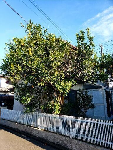 レモンの木 檸檬の木 樹高約5メートル 樹木 植木 庭木 差し上げます つ 舞浜のその他の中古あげます 譲ります ジモティーで不用品の処分 レモンの木 檸檬の木 樹高約5メートル 樹木 植木 庭木 差し上げます つ 舞浜のその他の中古あげます 譲ります ジモティーで不用品の処分