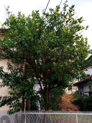 レモンの木 檸檬の木 樹高約5メートル 樹木 植木 庭木 差し上げます つ 舞浜のその他の中古あげます 譲ります ジモティーで不用品の処分