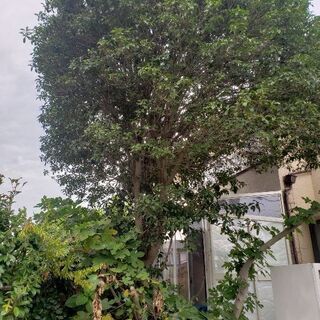 【3万円費用補助】キンモクセイ 金木犀 樹高約6メートル 樹木 ...