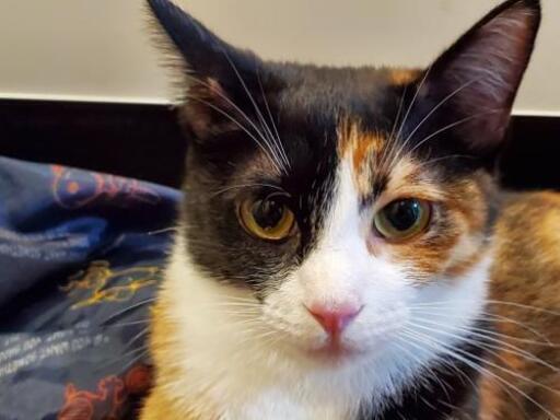 三毛猫のみーちゃん さい 徳島の猫の里親募集 ジモティー 三毛猫のみーちゃん さい 徳島の猫の里親募集 ジモティー