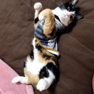 三毛猫のみーちゃん さい 徳島の猫の里親募集 ジモティー 三毛猫のみーちゃん さい 徳島の猫の里親募集 ジモティー