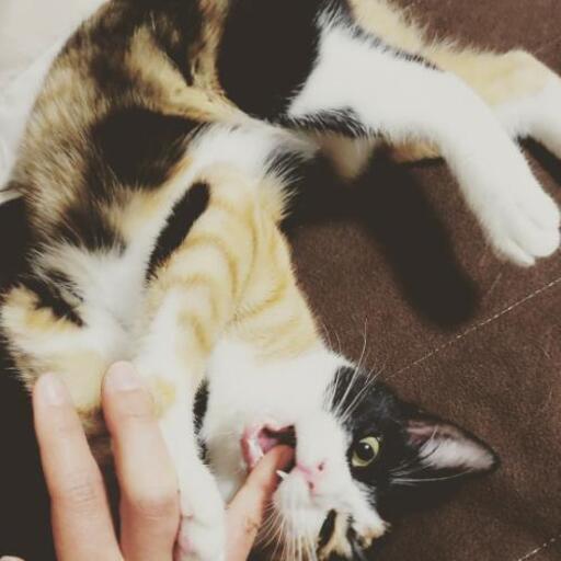 三毛猫のみーちゃん さい 徳島の猫の里親募集 ジモティー 三毛猫のみーちゃん さい 徳島の猫の里親募集 ジモティー