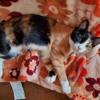 三毛猫のみーちゃん さい 徳島の猫の里親募集 ジモティー 三毛猫のみーちゃん さい 徳島の猫の里親募集 ジモティー
