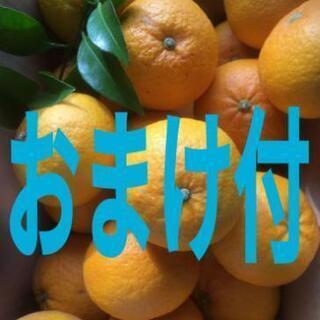 決定🍊無農薬はっさく約３キロ前後🍊➕おまけ付