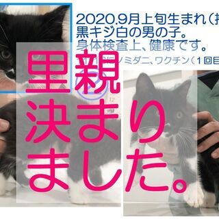 【里親決定】2020年9月生の子猫×4 - 金沢市