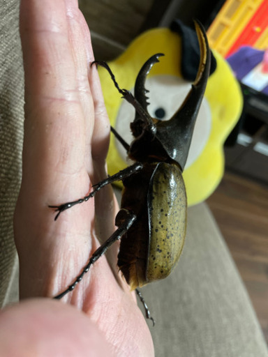 ヘラクレスオオカブト原名亜種1 7投稿 秋 滑川のその他の中古あげます 譲ります ジモティーで不用品の処分 ヘラクレスオオカブト原名亜種1 7投稿 秋 滑川のその他の中古あげます 譲ります ジモティーで不用品の処分