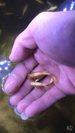 (早く勝ち）国産熱帯魚フルゴールドグッピー一ペア