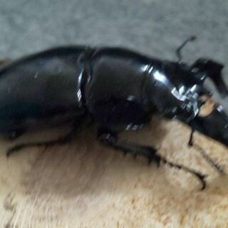 残り2頭タランドゥスツヤクワガタ♂80㎜♀フリーペア 郵送しません。