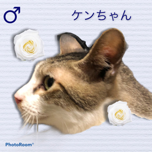 人慣れ抜群短い尻尾がチャームポイントけんちゃん たくさらかず 土浦の猫の里親募集 ジモティー