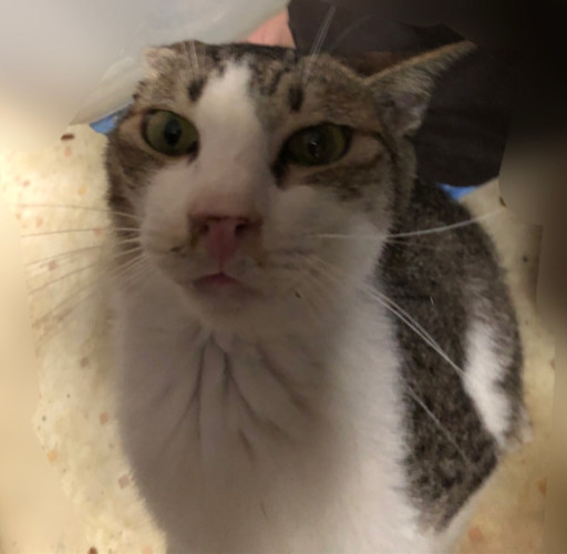 人慣れ抜群短い尻尾がチャームポイントけんちゃん たくさらかず 土浦の猫の里親募集 ジモティー