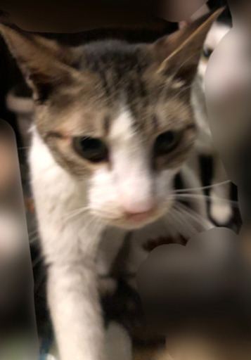 人慣れ抜群短い尻尾がチャームポイントけんちゃん たくさらかず 土浦の猫の里親募集 ジモティー