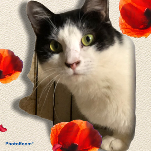 ちょっとシャイな女子まいちゃん たくさらかず 土浦の猫の里親募集 ジモティー