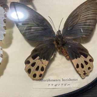 年代物　蝶標本3種類(シロモルフォ/アケボノアゲハ／ナミアゲハ)
