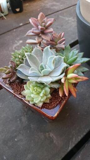 多肉 鉢寄せ植え ３
