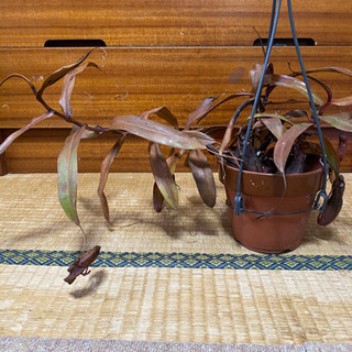 ネペンテス　サンギニア　食虫植物　ウツボカズラ