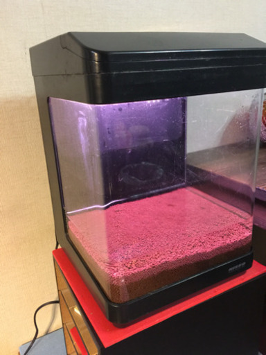 引き取り先決定 熱帯魚初心者にも最適 コンパクトなオールインワン水槽 あかちんく 那須塩原のその他の中古あげます 譲ります ジモティーで不用品の処分 引き取り先決定 熱帯魚初心者にも最適 コンパクトなオールインワン水槽 あかちんく 那須塩原のその他の中古あげます 譲ります ジモティーで不用品の処分