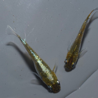 エメラルドフィン　めだか【SOLDOUT】(垂水様直系個体　グリーンタイプ)１ペア　発送可能！【メダカチョモランマ】No.1