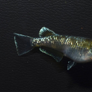 エメラルドフィン　めだか【SOLDOUT】(垂水様直系個体　グリーンタイプ)１ペア　発送可能！【メダカチョモランマ】No.1