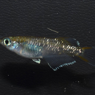 エメラルドフィン めだか【SOLDOUT】(垂水様直系個体 グリーンタイプ