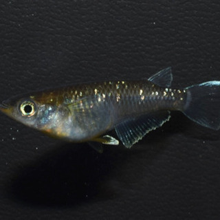 エメラルドフィン　めだか【SOLDOUT】(垂水様直系個体　グリーンタイプ)１ペア　発送可能！【メダカチョモランマ】No.2