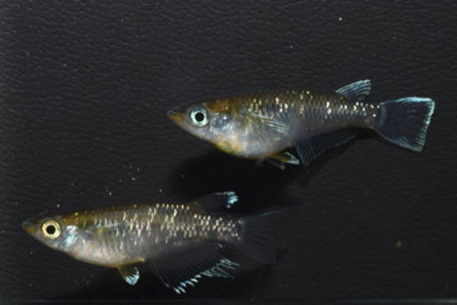 ショップ エメラルドフィン めだか【SOLDOUT】(垂水様直系個体  