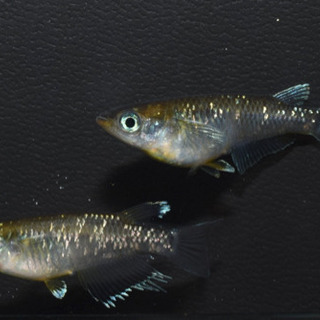 エメラルドフィン　めだか【SOLDOUT】(垂水様直系個体　グリーンタイプ)１ペア　発送可能！【メダカチョモランマ】No.2