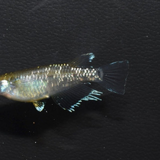 エメラルドフィン　めだか【SOLDOUT】(垂水様直系個体　グリーンタイプ)１ペア　発送可能！【メダカチョモランマ】No.2