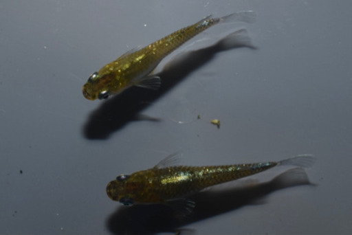 エメラルドフィン めだか【SOLDOUT】(垂水様直系個体 グリーンタイプ