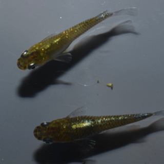 エメラルドフィン　めだか【SOLDOUT】(垂水様直系個体　グリーンタイプ)１ペア　発送可能！【メダカチョモランマ】No.2