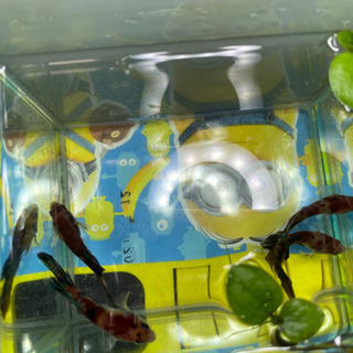 その他 魚 ベタ恋、ネモキャンディ、恋ガラックシー