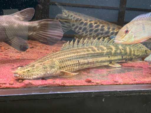 ビキール