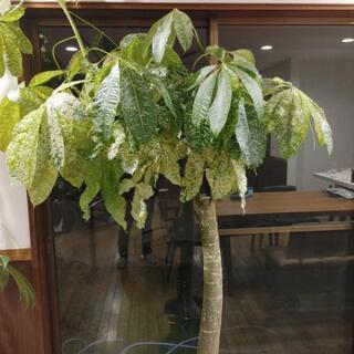 高級観葉植物まとめて3つ