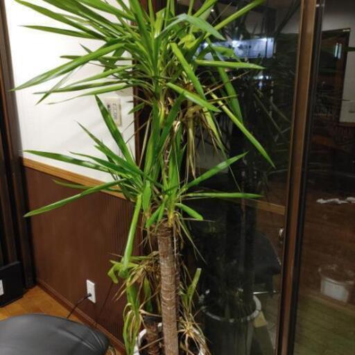 高級観葉植物まとめて3つ