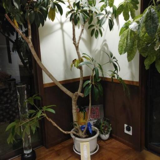 高級観葉植物まとめて3つ やんちゃ 狛江のその他の中古あげます 譲ります ジモティーで不用品の処分 高級観葉植物まとめて3つ やんちゃ 狛江のその他の中古あげます 譲ります ジモティーで不用品の処分